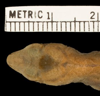 Media type: image;   Herpetology R-100152